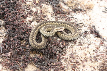 Гадюка обыкновенная. Vipera berus.