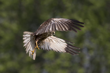 Obraz premium zwierzę