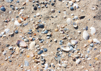 Fototapeta na wymiar Background of sand and seashells, beach on a sunny day.