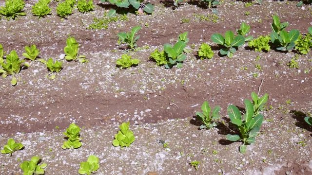Close up of a vegetable garden on a sunny day - salads, potatoes, radishes