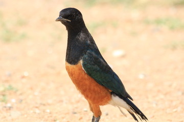 Young Superb Starling in Kenya