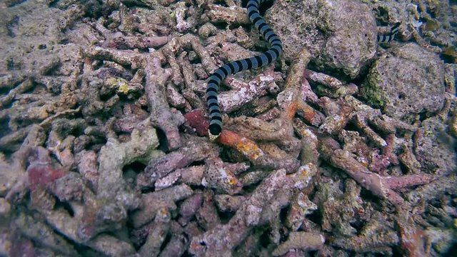Black-banded Sea Krait or blue-lipped sea krait - Laticauda laticaudata, Oceania, Indonesia, Southeast Asia
