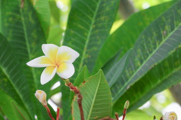 Obraz premium plumeria flower desert rose white beautiful on the tree