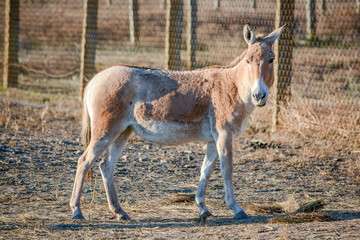 Naklejka na ściany i meble Donkey with hay in his mouth. In captivity behind the bars. On blurred background.