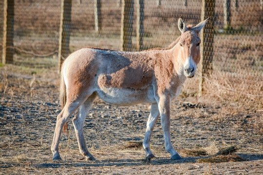 Donkey with hay in his mouth. In captivity behind the bars. On blurred background.
