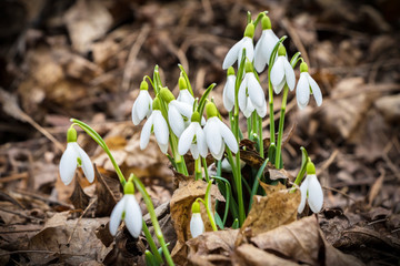 Detail of flowering spring snowdrops in forest