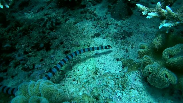 Black-banded Sea Krait or blue-lipped sea krait - Laticauda laticaudata, Oceania, Indonesia, Southeast Asia
