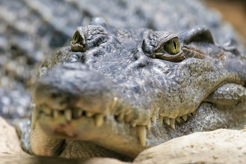 Obraz premium Philippine Crocodile Looking. (Crocodylus mindorensis)