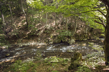 Obraz premium Forest wild river landscape