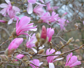 Fototapeta na wymiar Spring Blossoms of a Magnolia