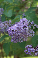 Blooming lilac ( Syringa ) in a garden