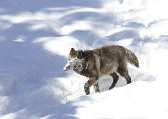 Black wolf (Canis lupus) walking in the winter with snow on its face
