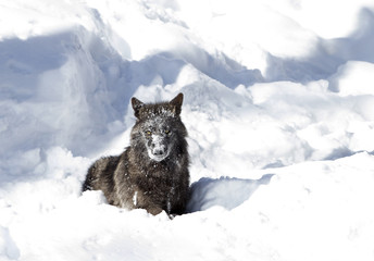 Black wolf (Canis lupus) sitting in the winter snow with snow on its face