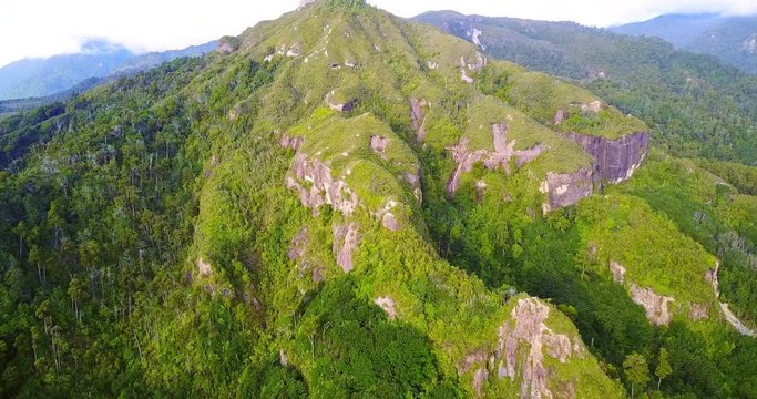 Aerial view of New Zealand tree fern forest wilderness