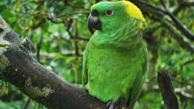 yellow naped parrot looking to the camera