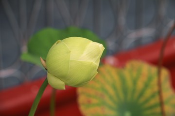 Lotus flower bud or lilly beautiful in the garden © pramot48