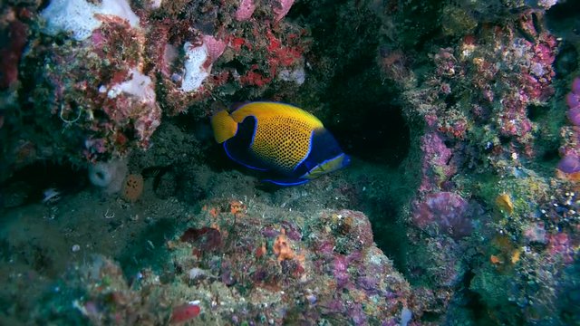 blue-girdled angelfish or majestic angelfish - Pomacanthus navarchus on the coral reef, Oceania, Indonesia, Southeast Asia
