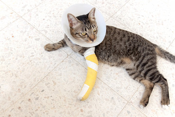 broken leg splint cat