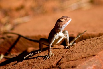 lizard red earth desert australia outback