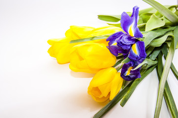 Yellow tulips