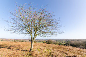 Appleslade Inclosure