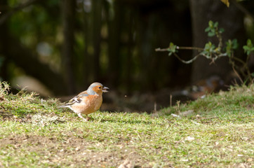 Chaffinch