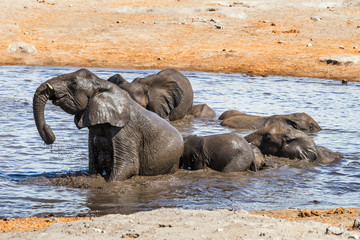 Young baby african elephants playing in water. Chudop waterhole, Etosha national park, Namibia.