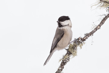 Obraz premium animal