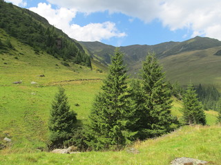 Fototapeta premium Amazing nature view of the green meadow, mountains, and four coniferous bright trees in sunny summer or spring weather
