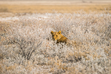 Lioness in an ambush lying in the bush. Etosha national park in Namibia, Africa