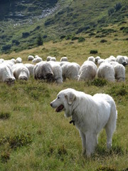 A shepherd white dog looks behind a flock of sheep on a background of green meadow and mountains