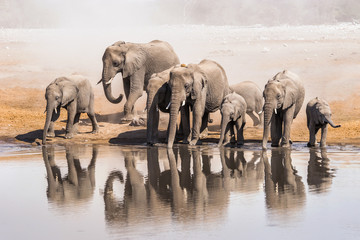 Familie afrikanischer Elefanten, die an einem Wasserloch im Etosha-Nationalpark trinken. Namibia, Afrika.