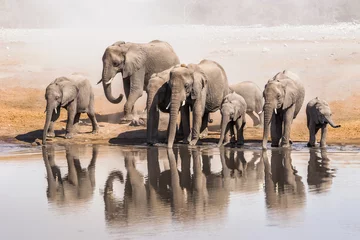 Acrylic prints Elephant Family of African elephants drinking at a waterhole in Etosha national park. Namibia, Africa.