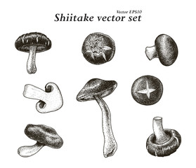 Shiitake vector set hand drawing