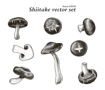 Shiitake vector set hand drawing