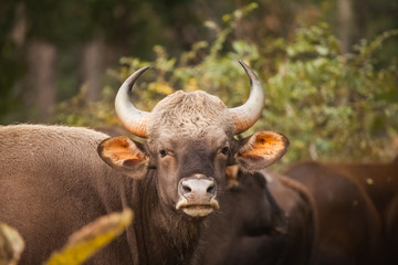 indian gaur