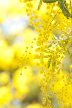 flowers of yellow mimosa