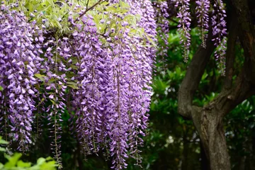Photo sur Aluminium Lilas Flowering wisteria, Kyoto Japan  藤棚　日本