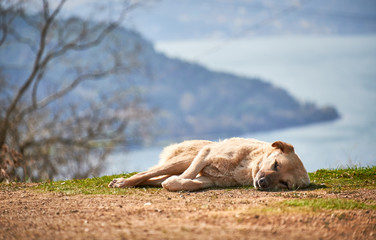 A sunbathing dog on the grass on a hillside over looking the Bosphorus Strait, Turkey.