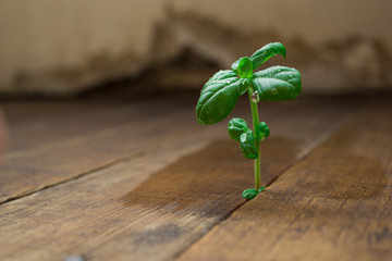 A new life of a small sprout