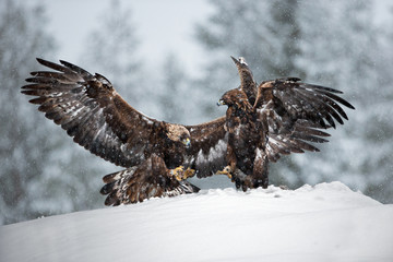 animal