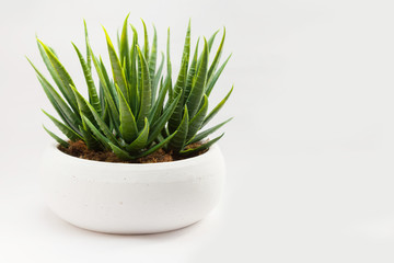 fake flower with vase on white background