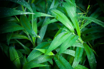 Jungle green leaves summer background in exotic tones