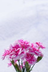 ピンクのカーネーション / 雪の背景