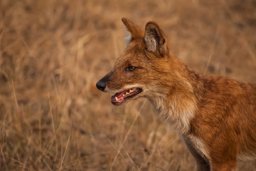 Fototapeta premium dhole in wild