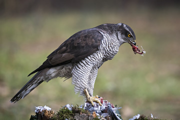 animal