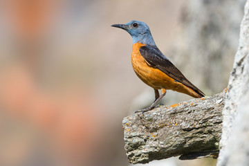 animal