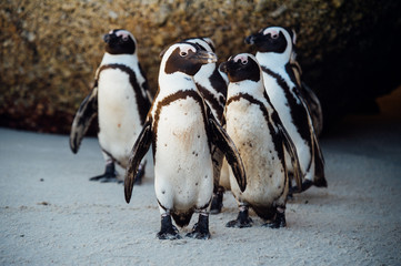 Penguins at the beach