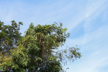 Obraz premium branch leaf of tree beautiful in the forest