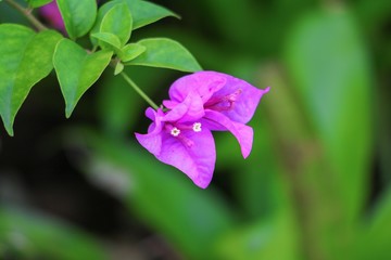 Bougainvillea flower purple  beautiful in the garden